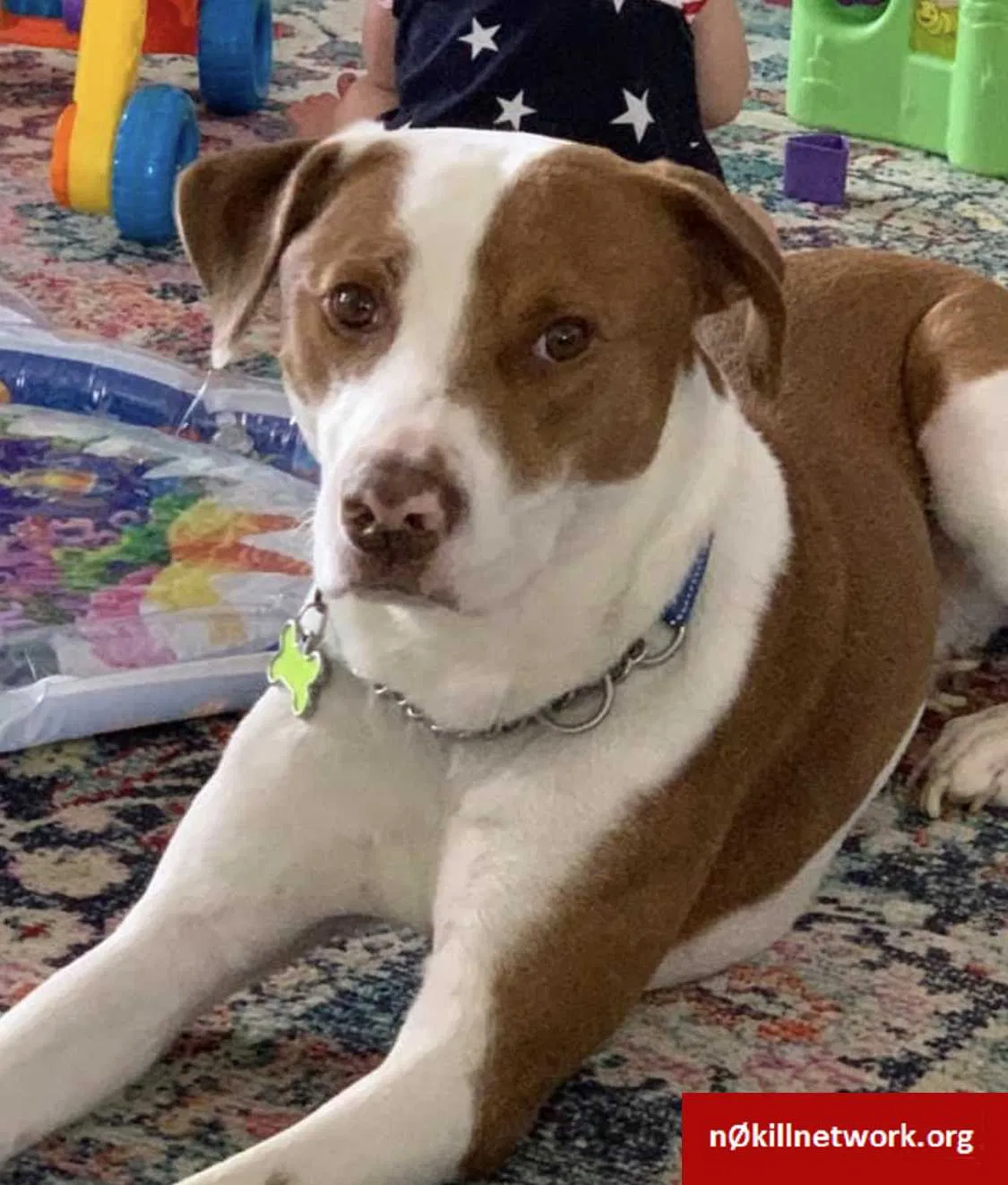 Lost dog in Lubbock, TX, 79424