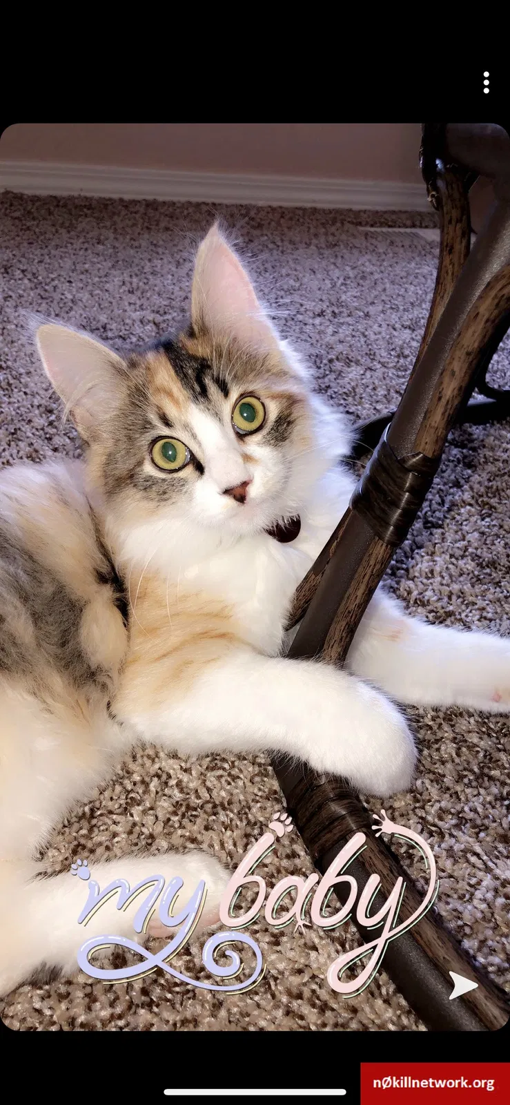 Lost cat in Austin, TX, 78717