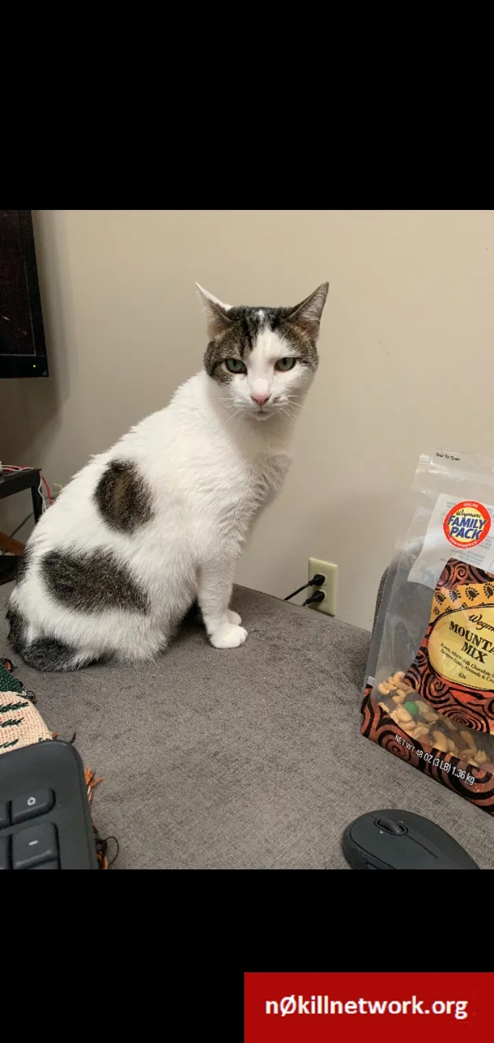 Lost cat in Palmyra, VA, 22963