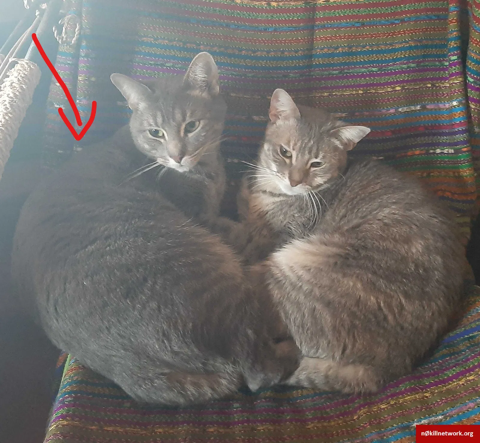 Lost cat in Tucson, AZ, 85716