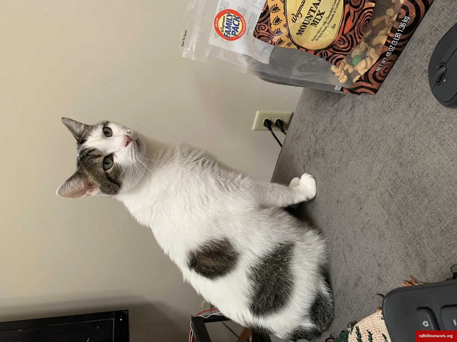 Lost cat in Palmyra, VA, 22963