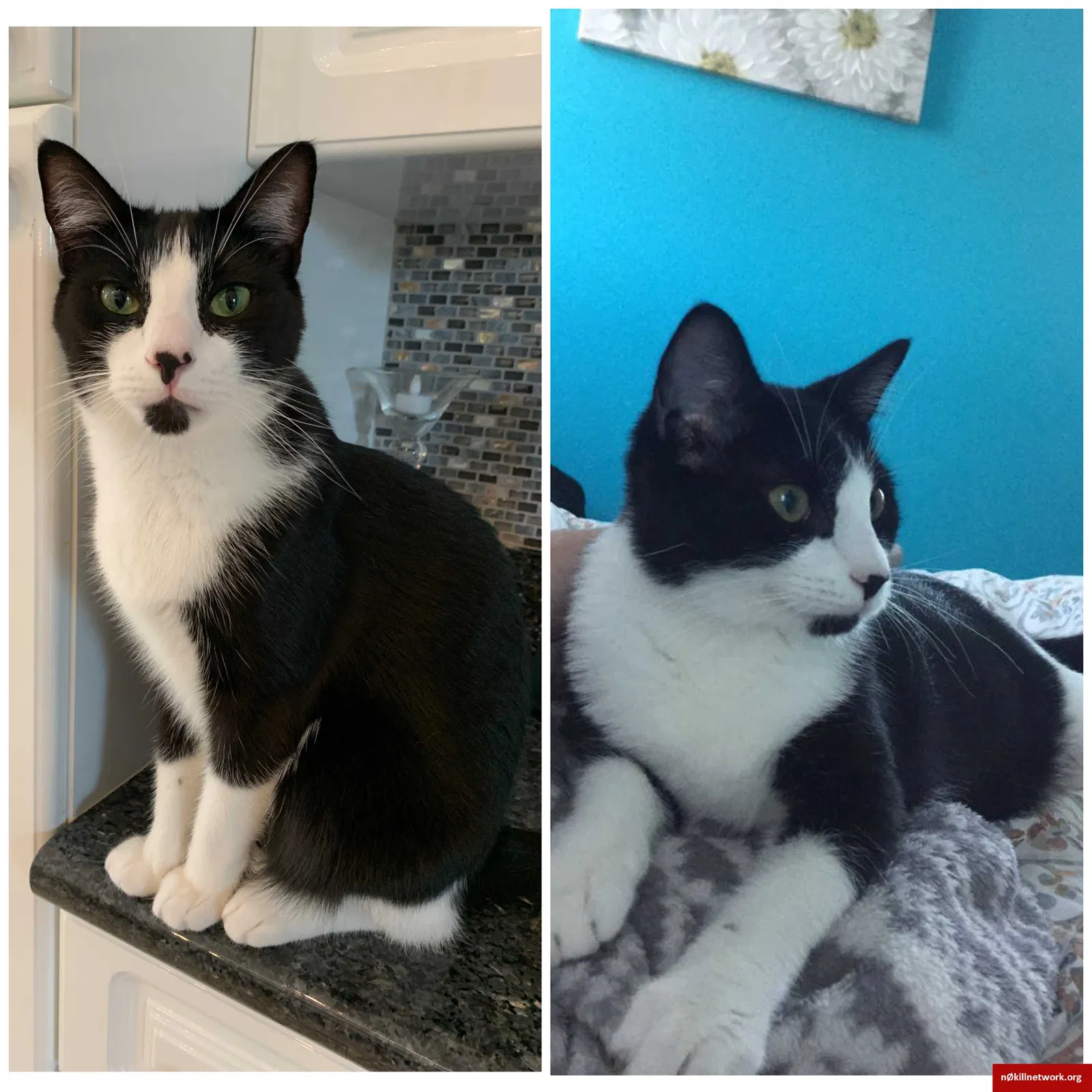 Lost cat in Stuart, FL, 34996