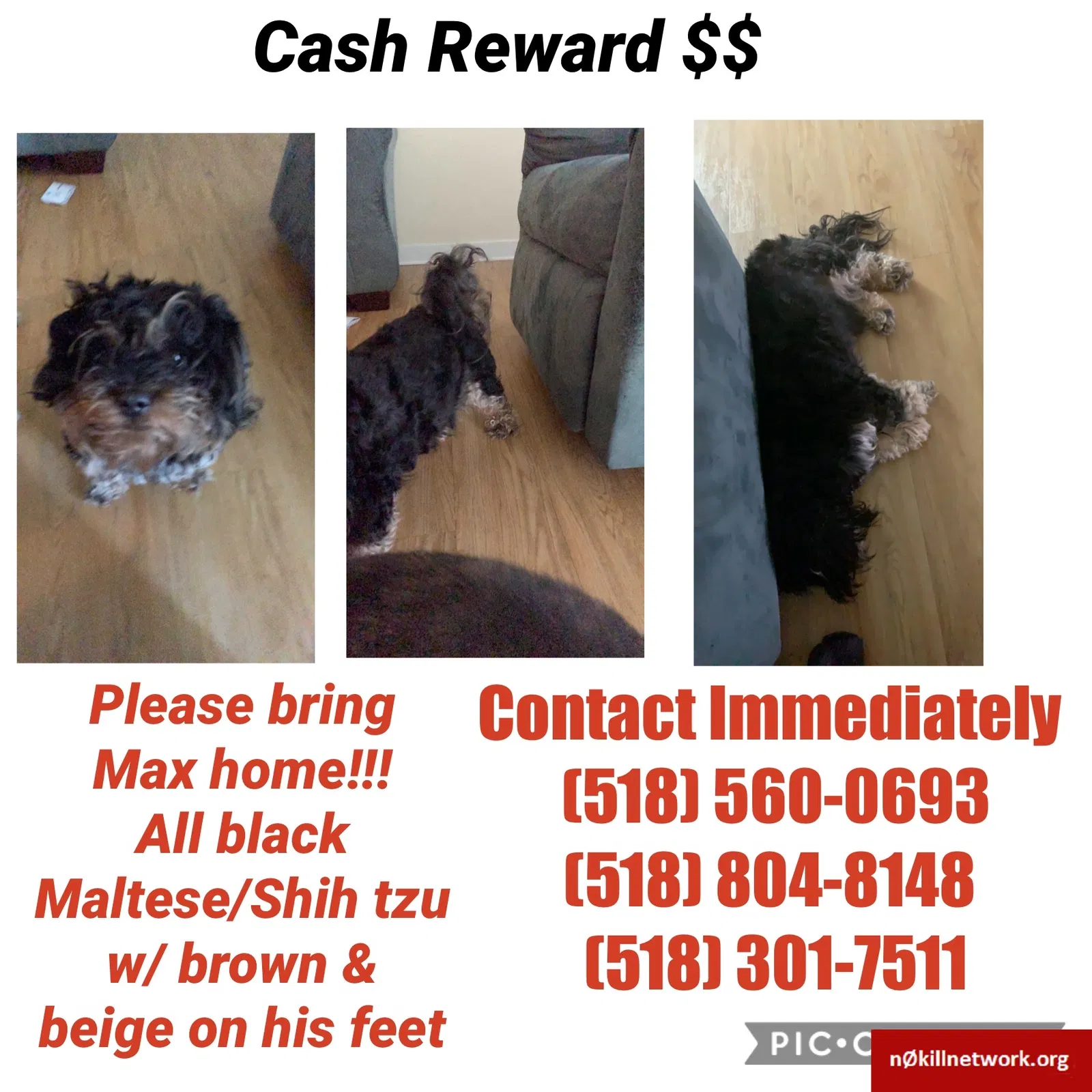 Lost dog in Albany, NY, 12207
