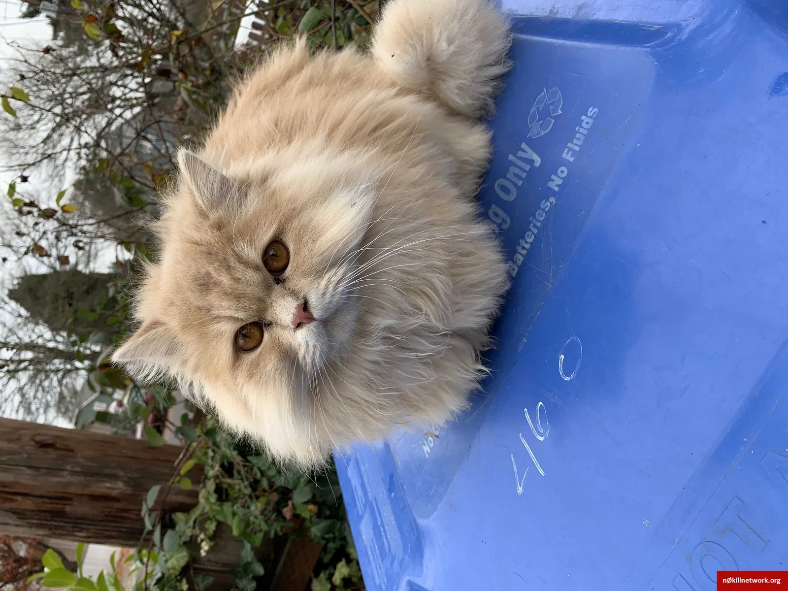 Lost cat in Salem, OR, 97301