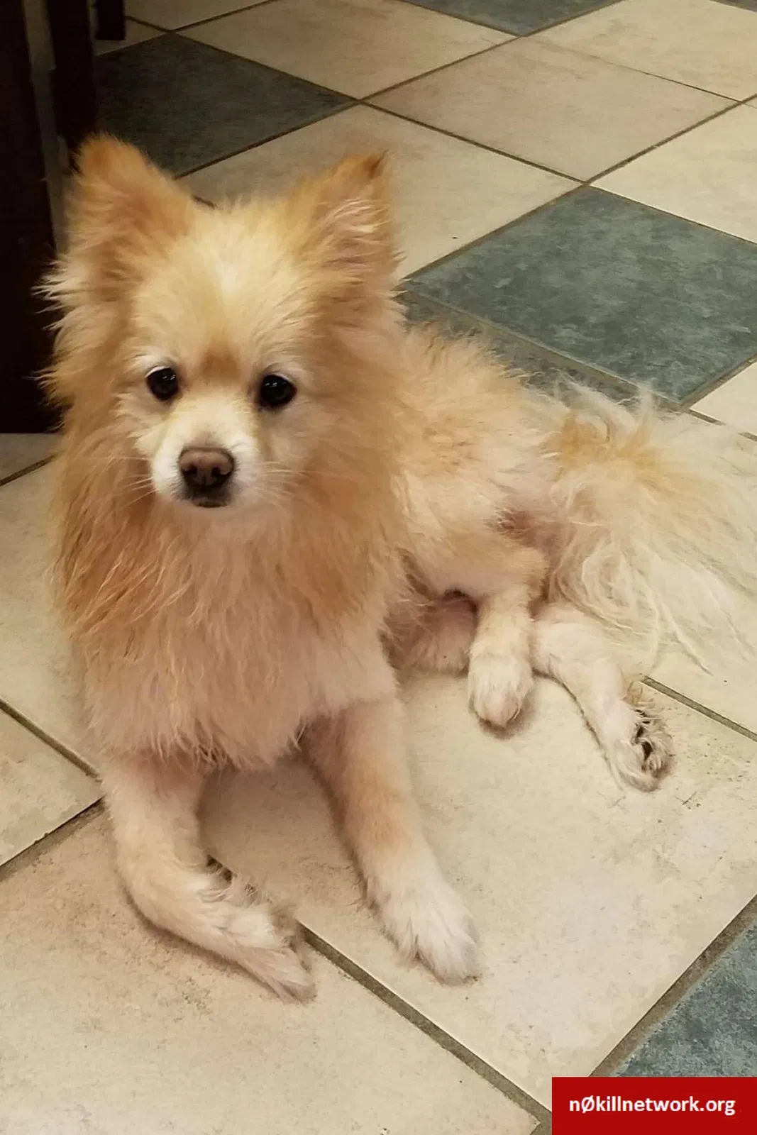 Lost dog in Biloxi, MS, 39533