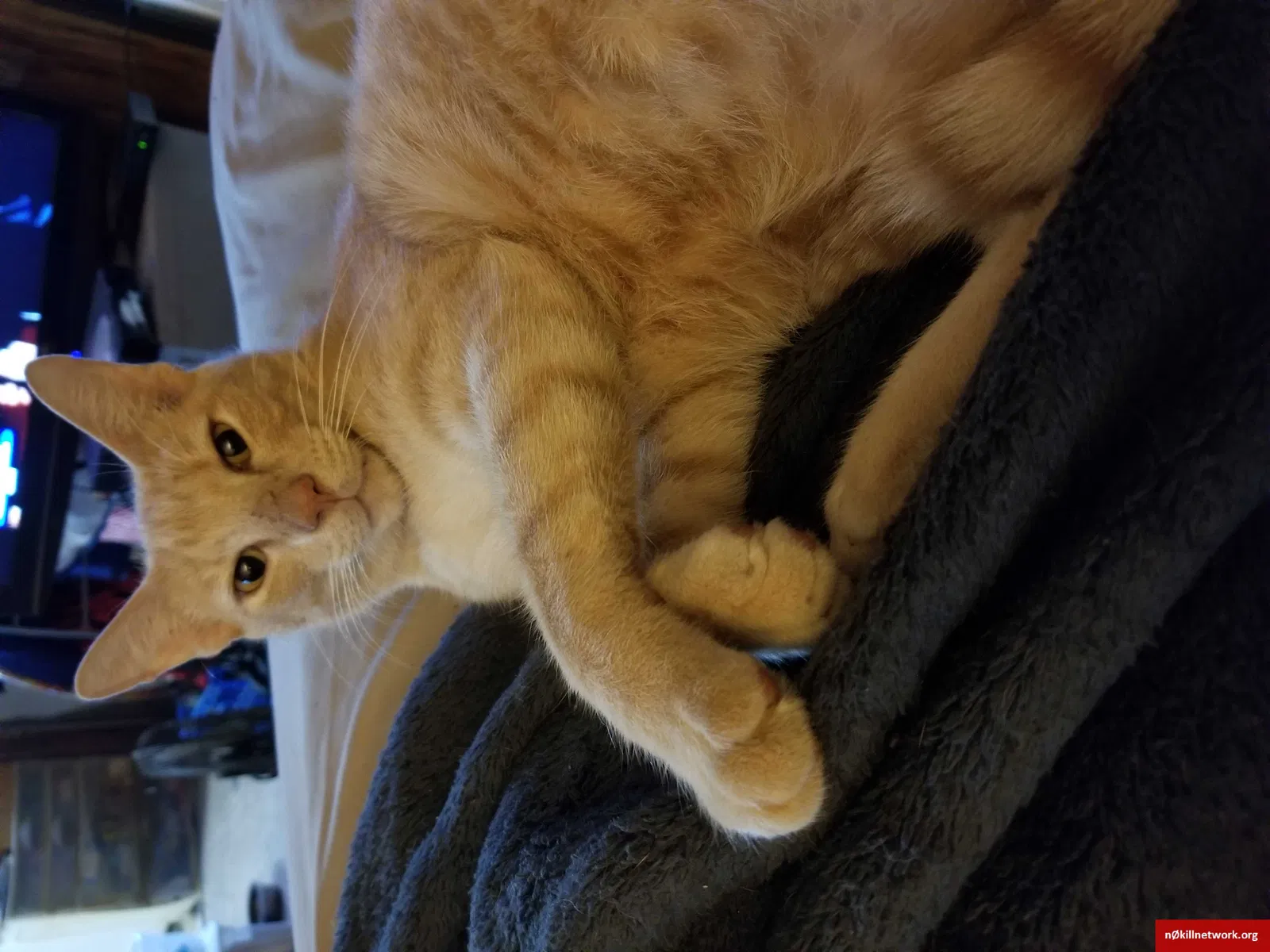 Lost cat in Cabot, AR, 72023