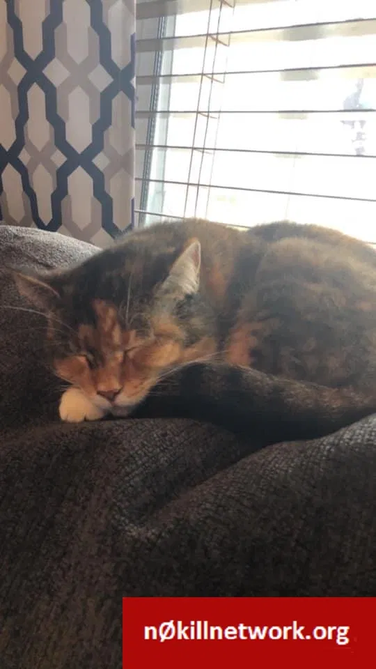 Lost cat in Culloden, WV, 25510