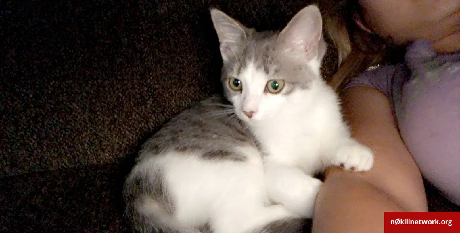 Lost cat in Round Lake, IL, 60073