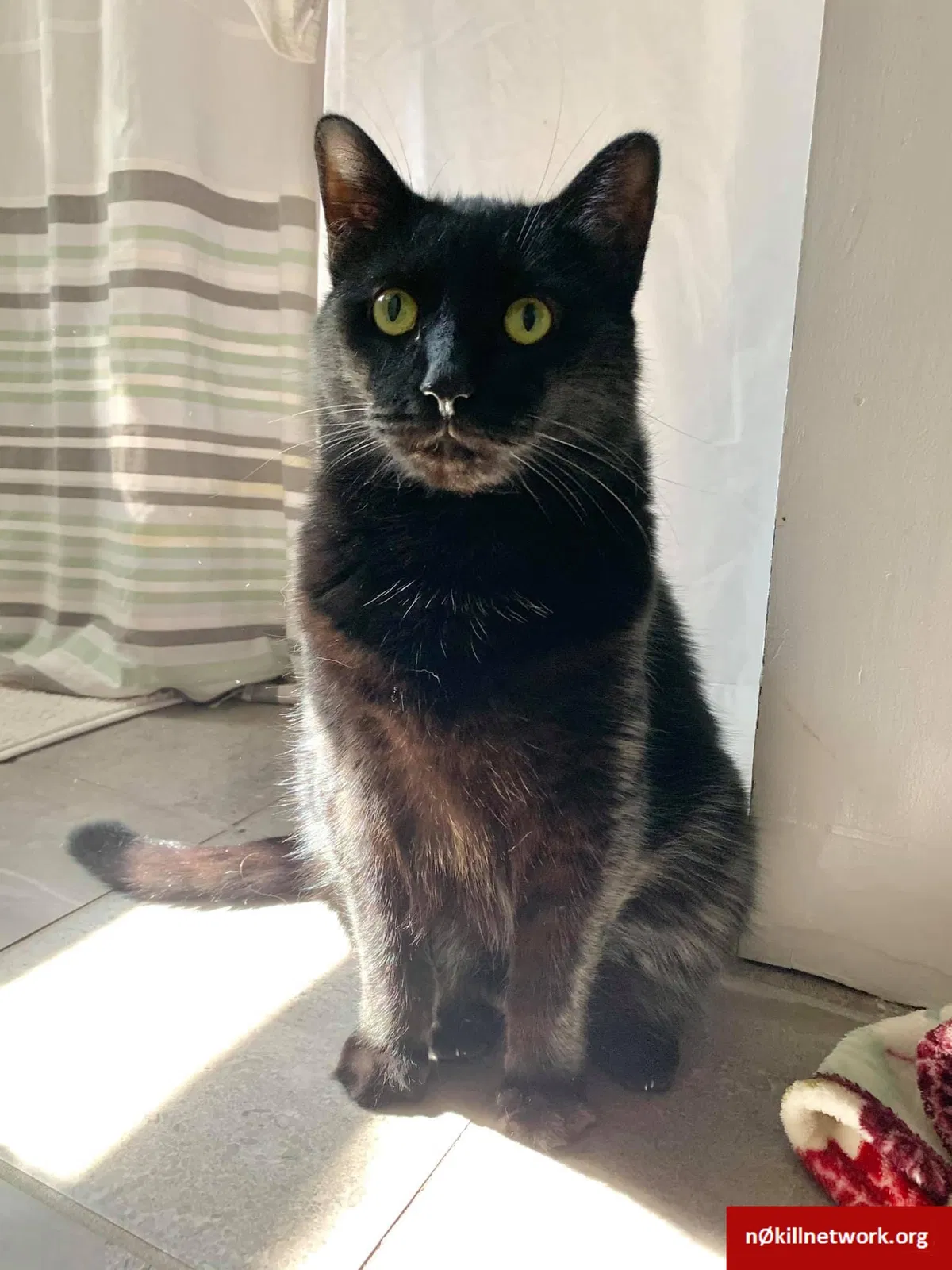 Lost cat in Buchanan, MI, 49107