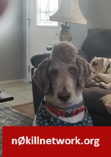 Lost dog in Marshfield, MO, 65706
