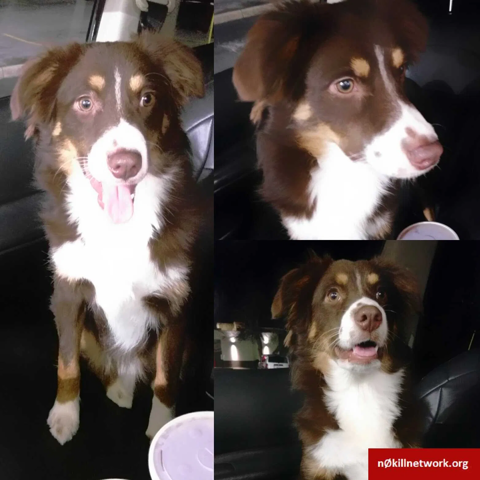 Lost dog in Franklin, KY, 42134