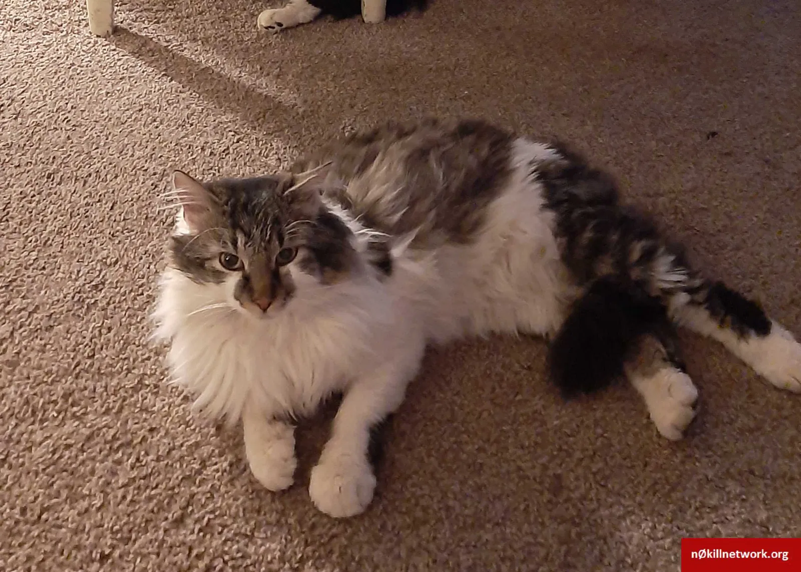 Lost cat in Pueblo, CO, 81001