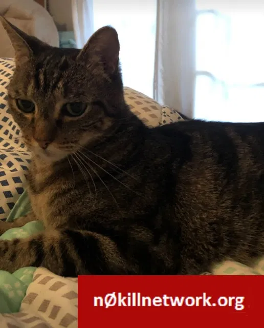 Lost cat in Roswell, GA, 30076