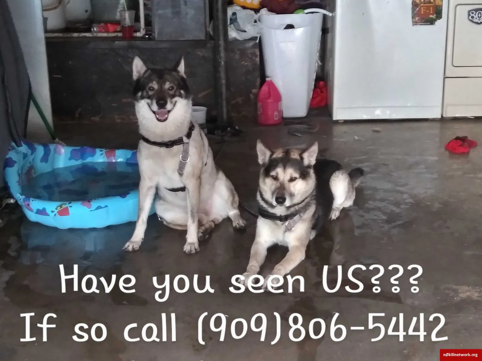 Lost dog in Lemon Grove, CA, 91945