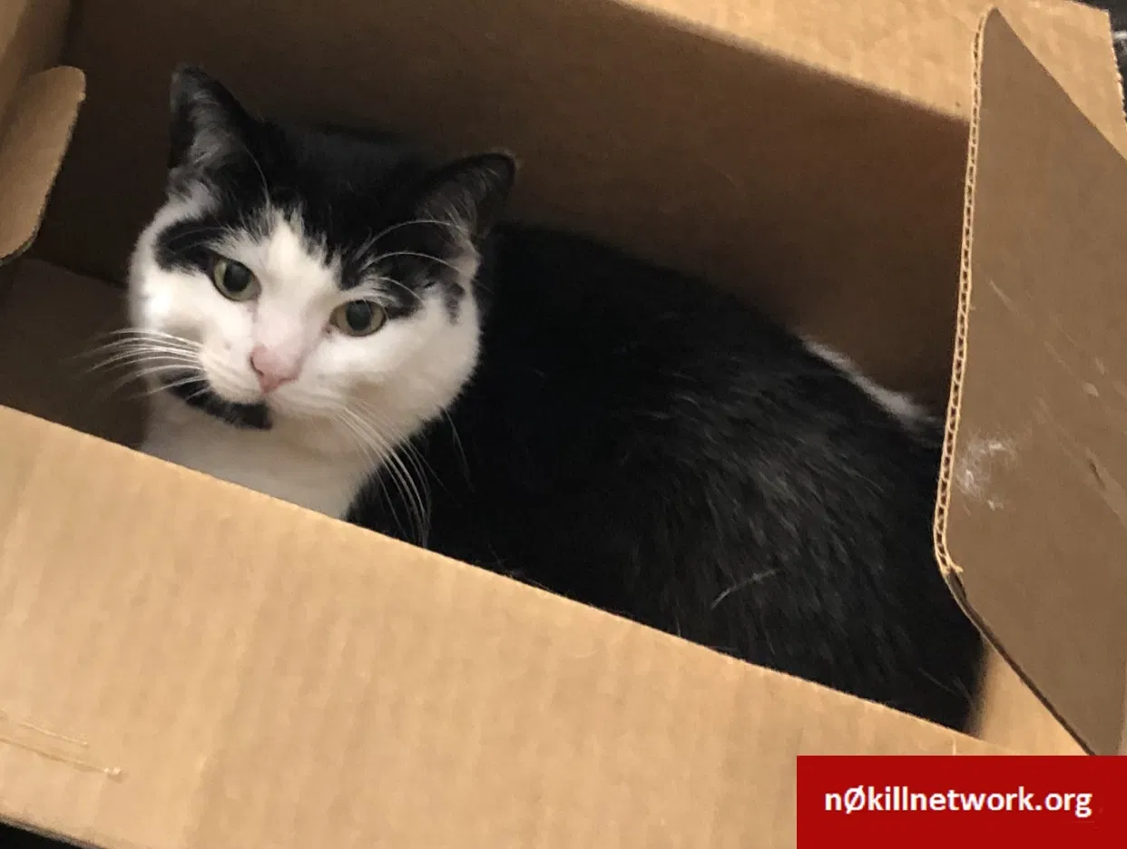 Lost cat in Reynoldsburg, OH, 43068