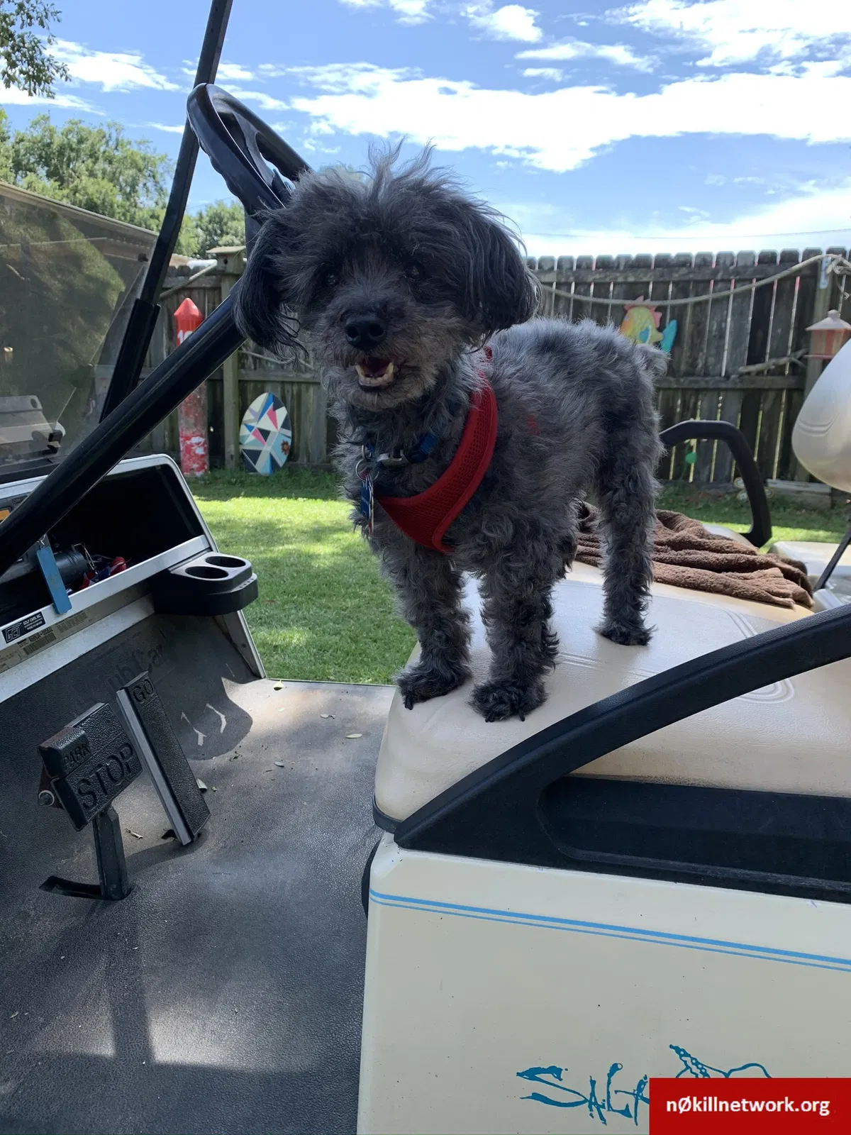 Lost dog in Jacksonville, NC, 28540