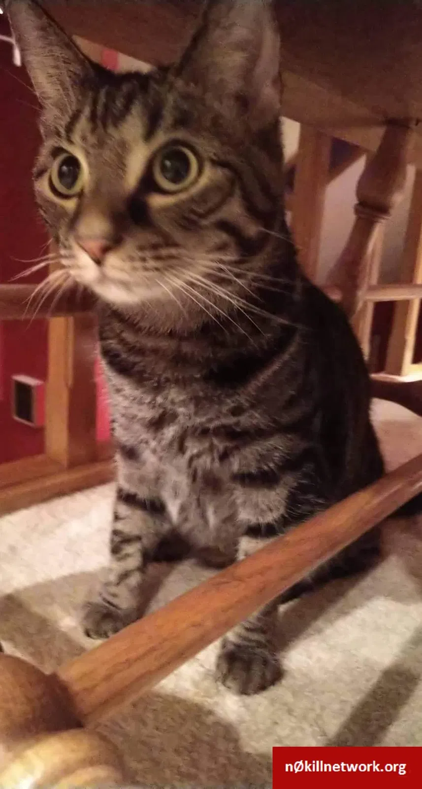 Lost cat in Westerville, OH, 43082