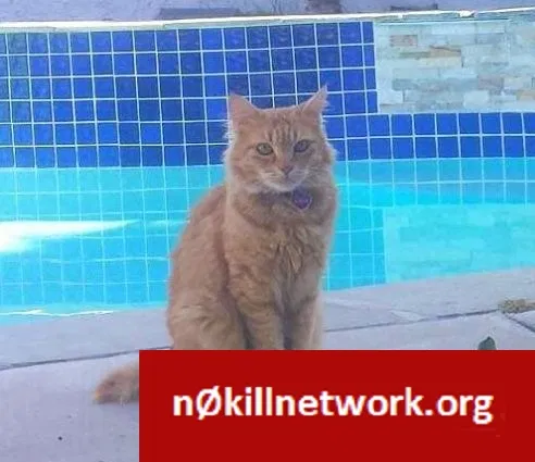 Lost cat in San Diego, CA, 92127
