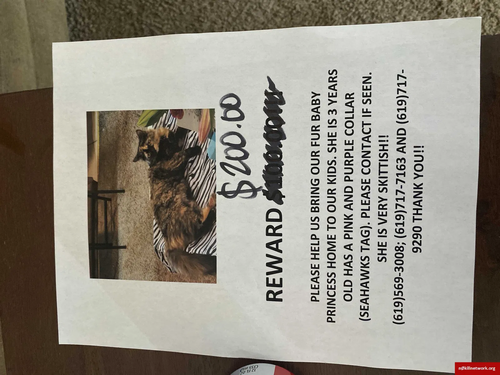 Lost cat in Imperial Beach, CA, 91932