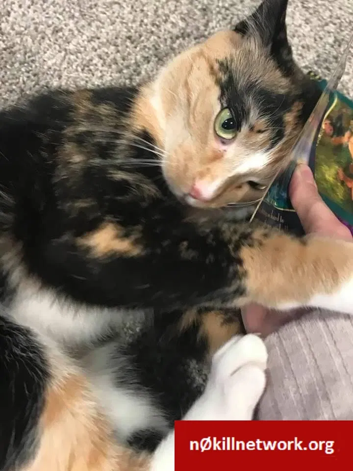 Lost cat in Saint Paul, MN, 55118