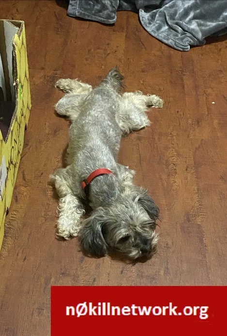 Lost dog in Kissimmee, FL, 34741