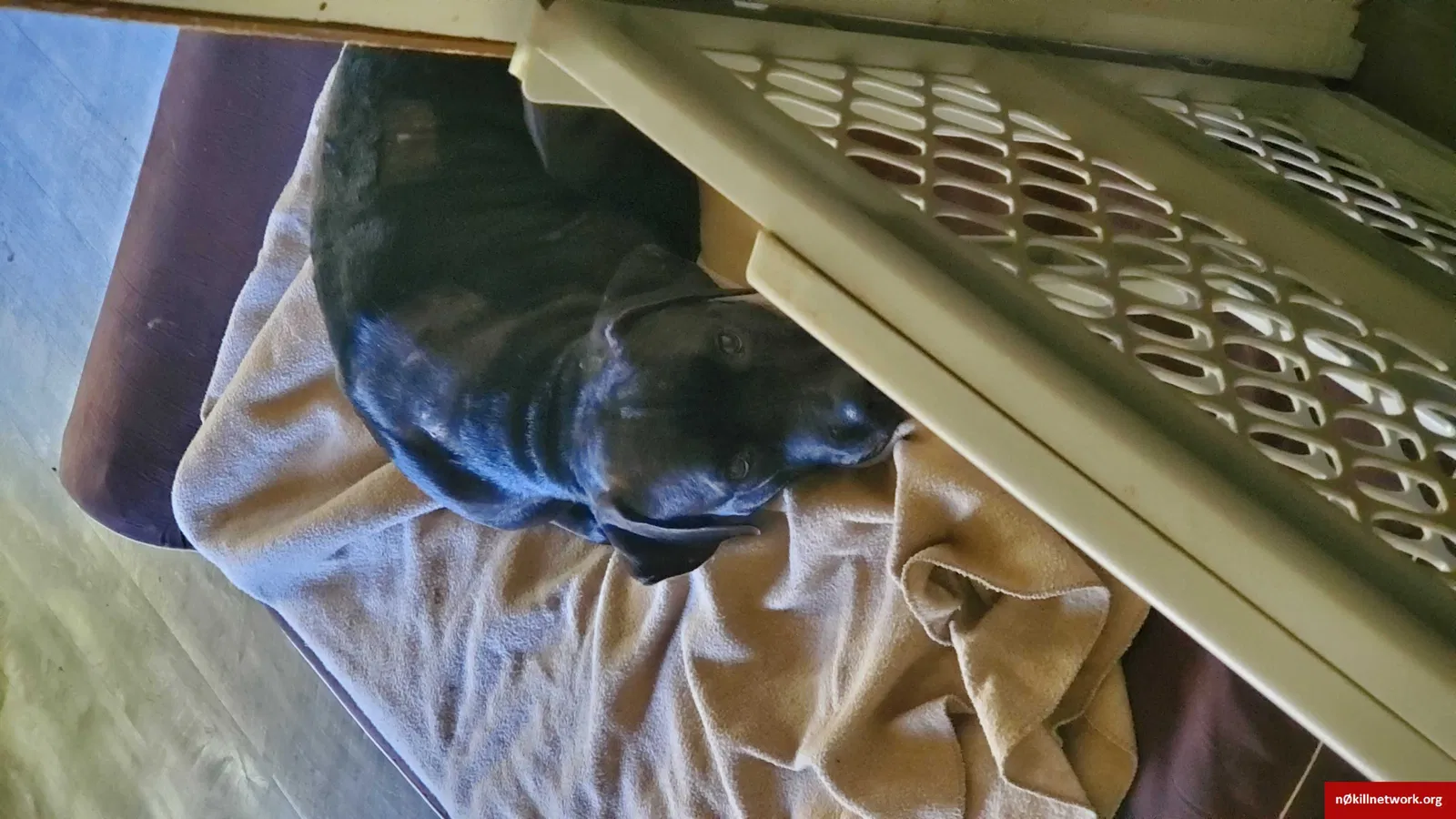 Lost dog in Knoxville, TN, 37914
