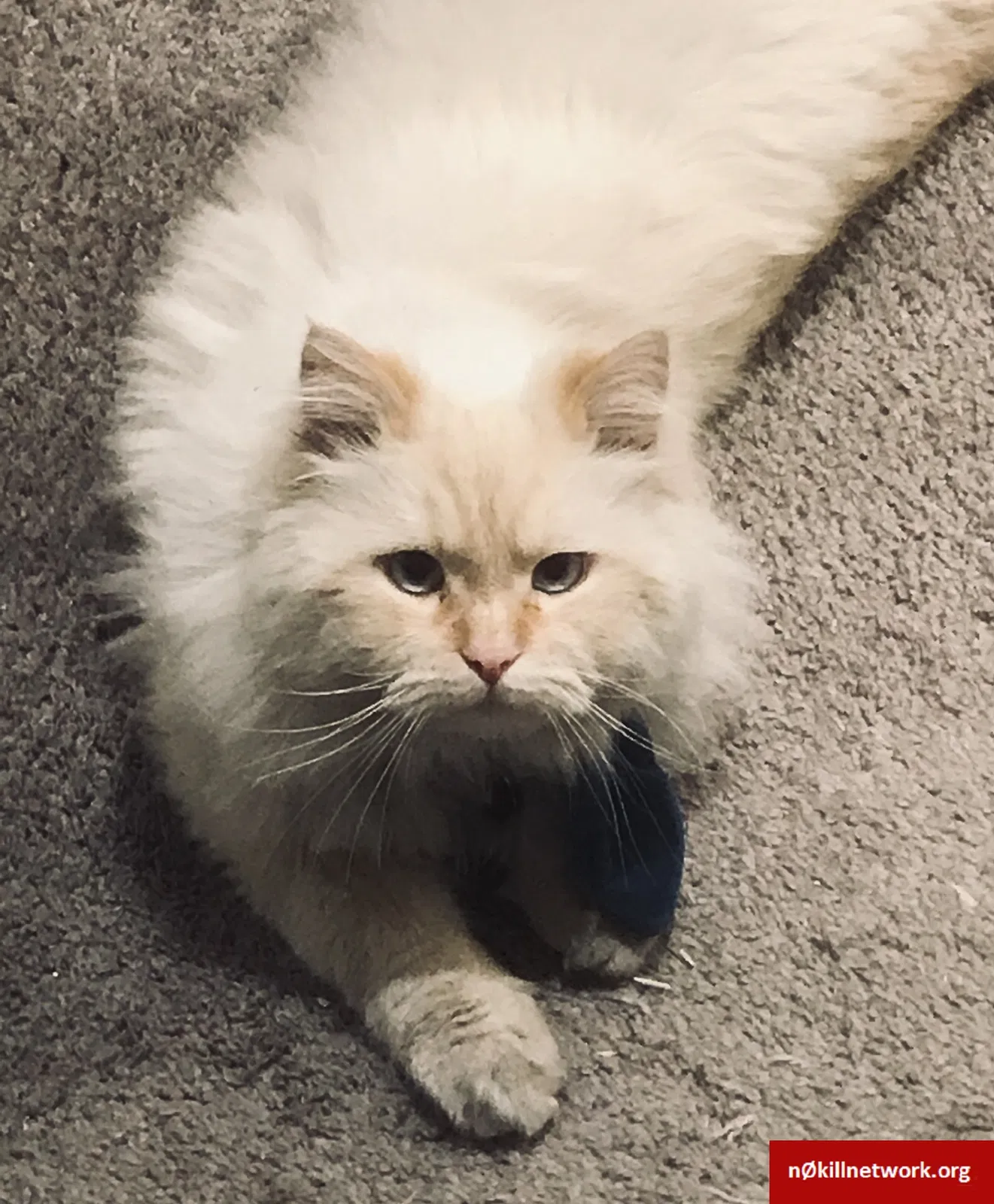 Lost cat in Missoula, MT, 59801