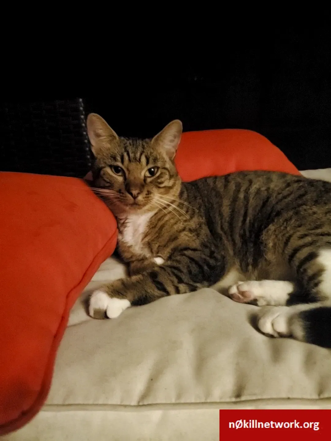 Lost cat in Tampa, FL, 33614