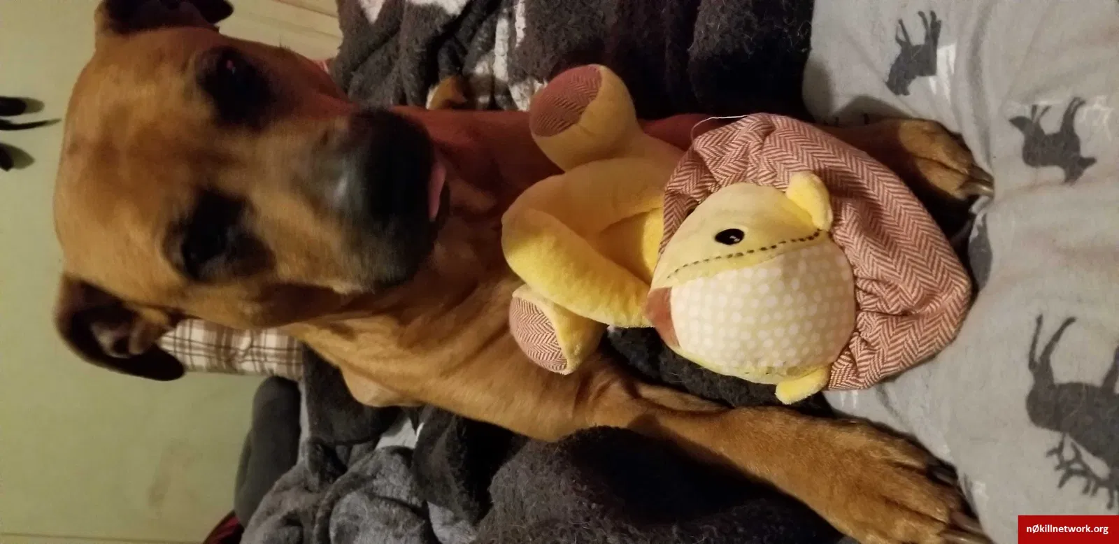 Lost dog in Salem, OR, 97301
