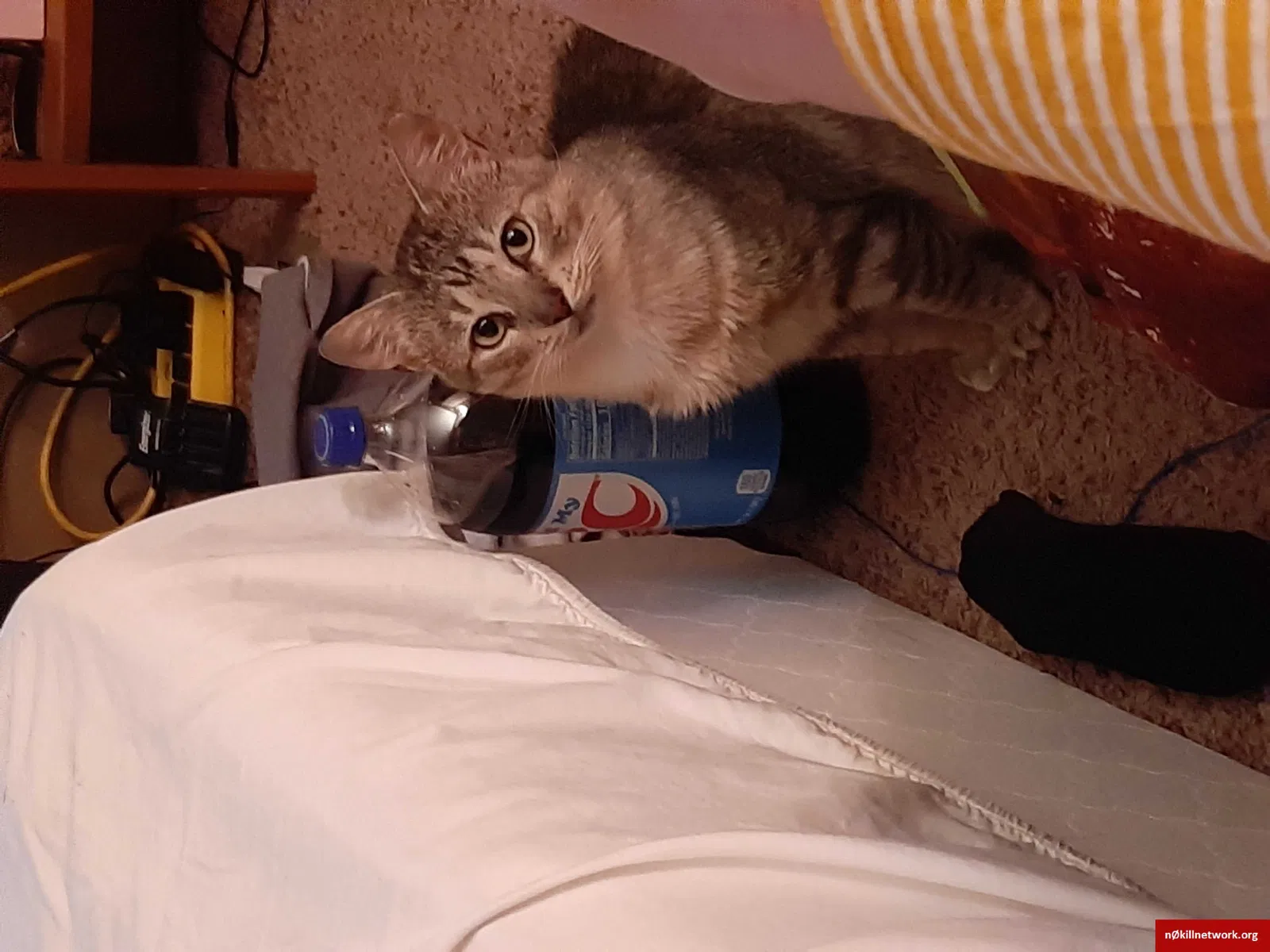 Lost cat in Victoria, TX, 77903