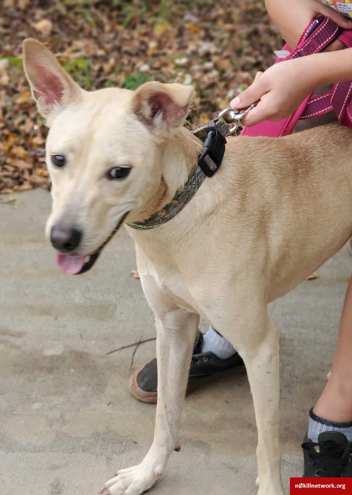 Found dog in Concord, NC, 28025