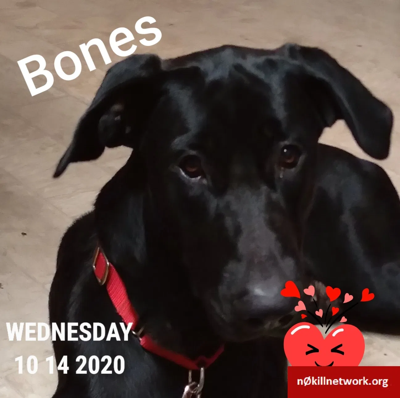 Lost dog in Inverness, FL, 34450