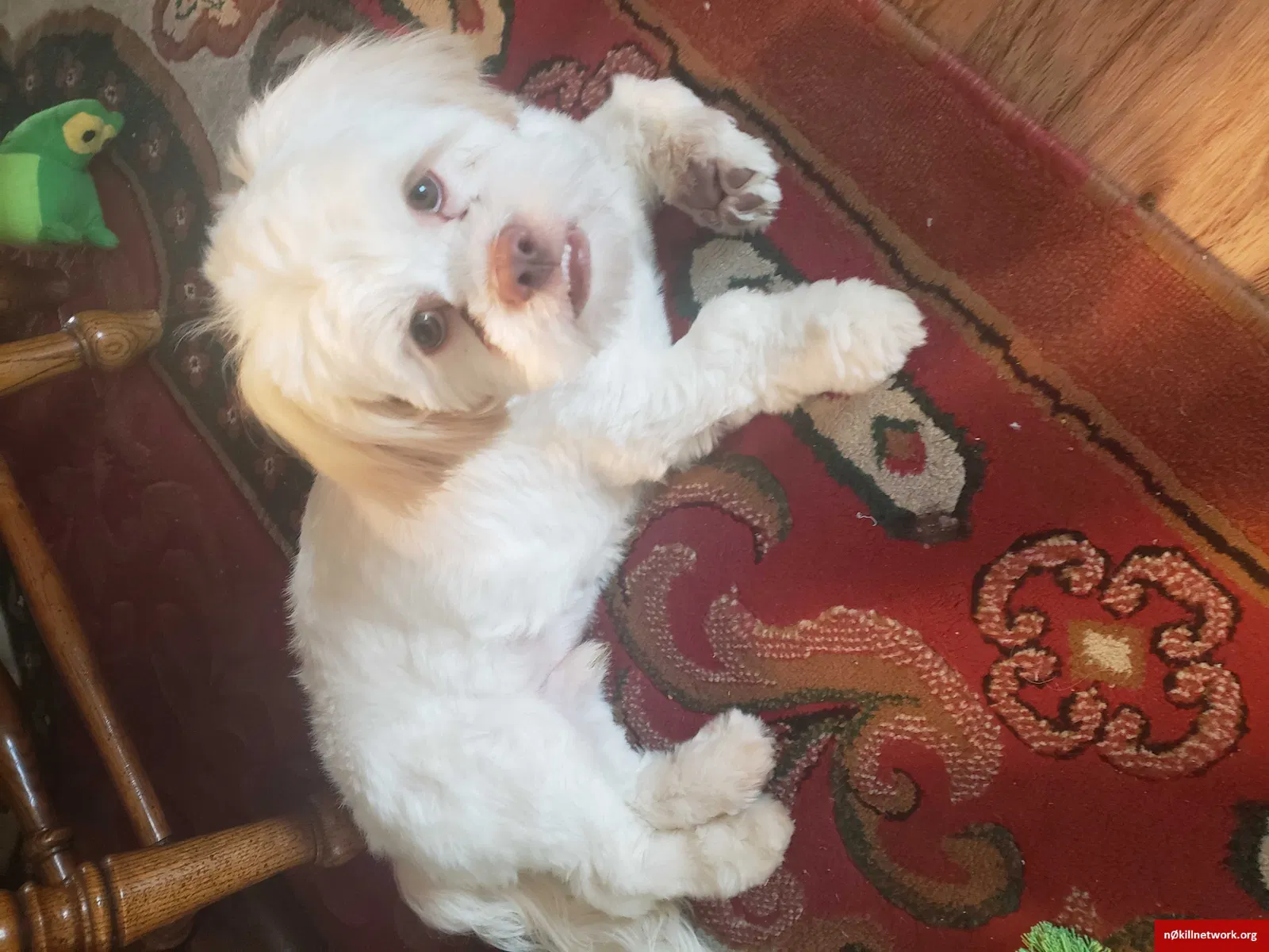 Found dog in Lafayette, LA, 70501