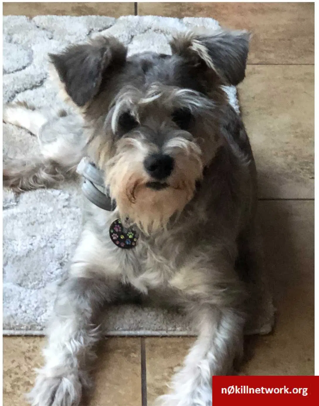 Lost dog in Fort Lauderdale, FL, 33313