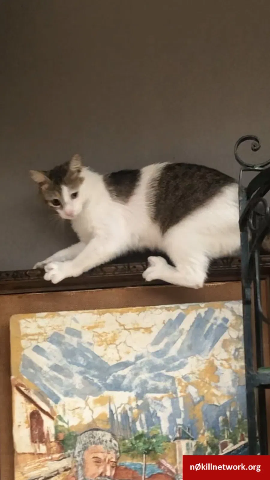 Lost cat in Parkersburg, WV, 26101