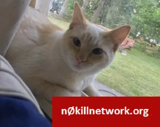 Lost cat in Salem, OR, 97317