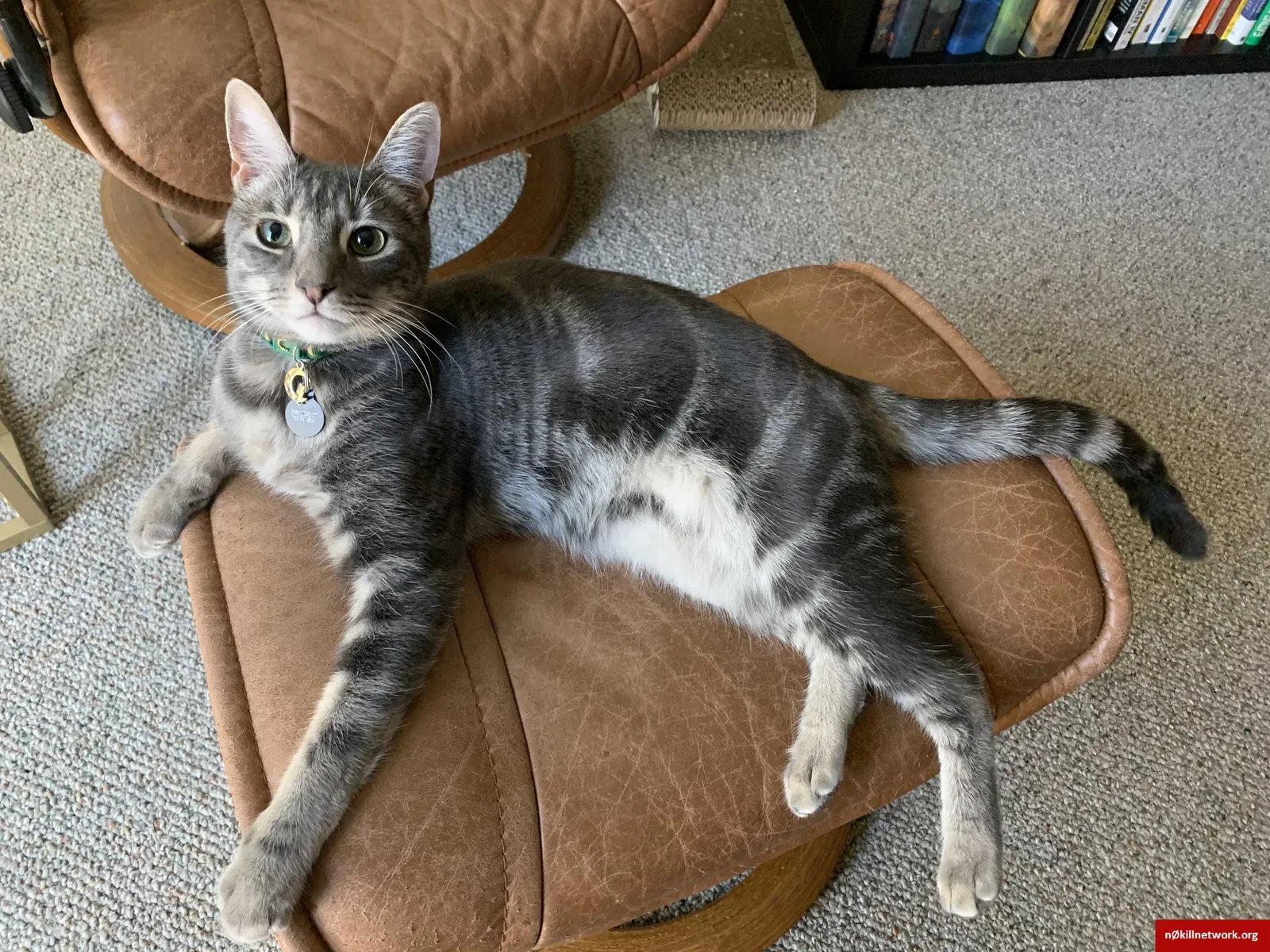 Lost cat in San Diego, CA, 92103
