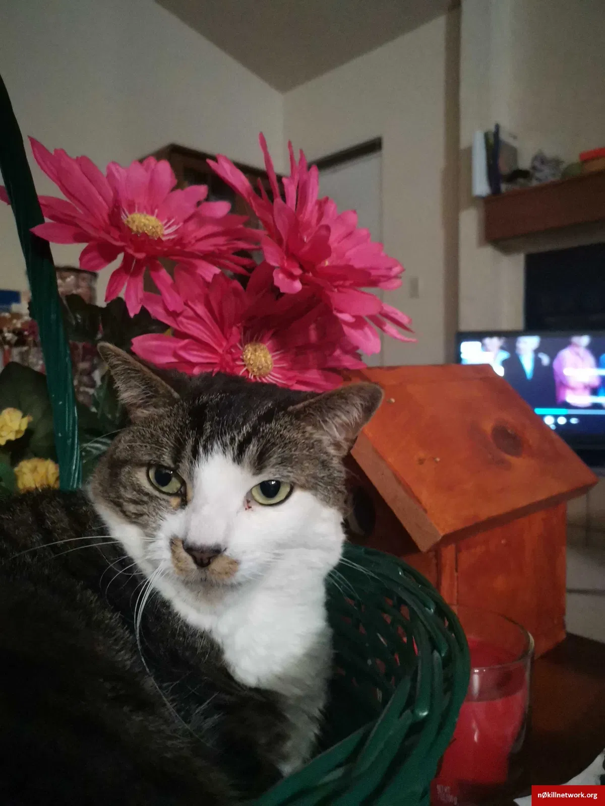 Lost cat in Woodland Park, CO, 80863