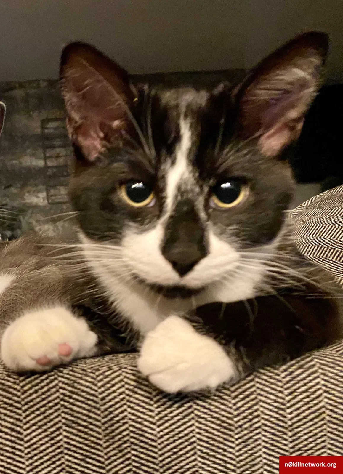 Lost cat in Nappanee, IN, 46550