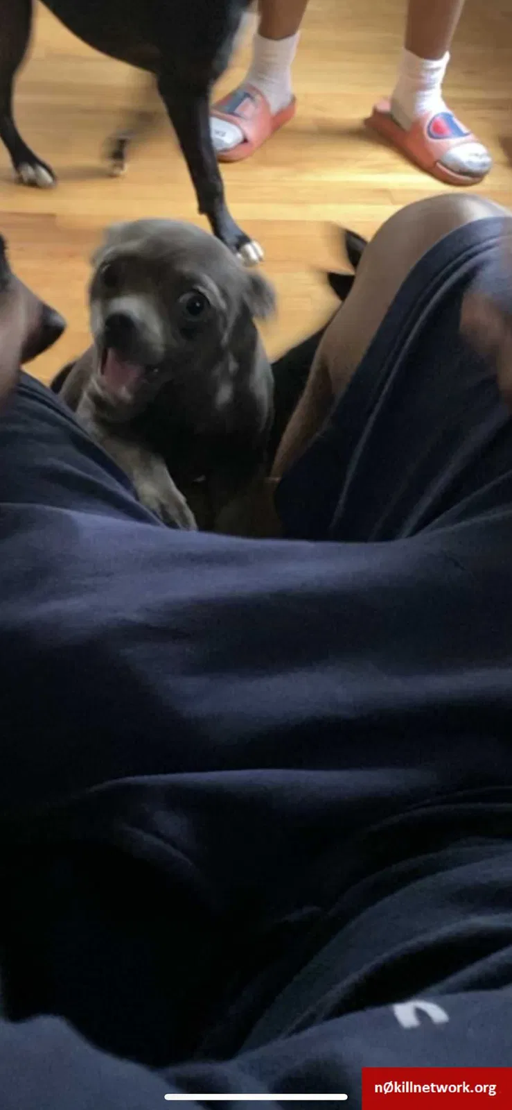 Lost dog in Detroit, MI, 48234
