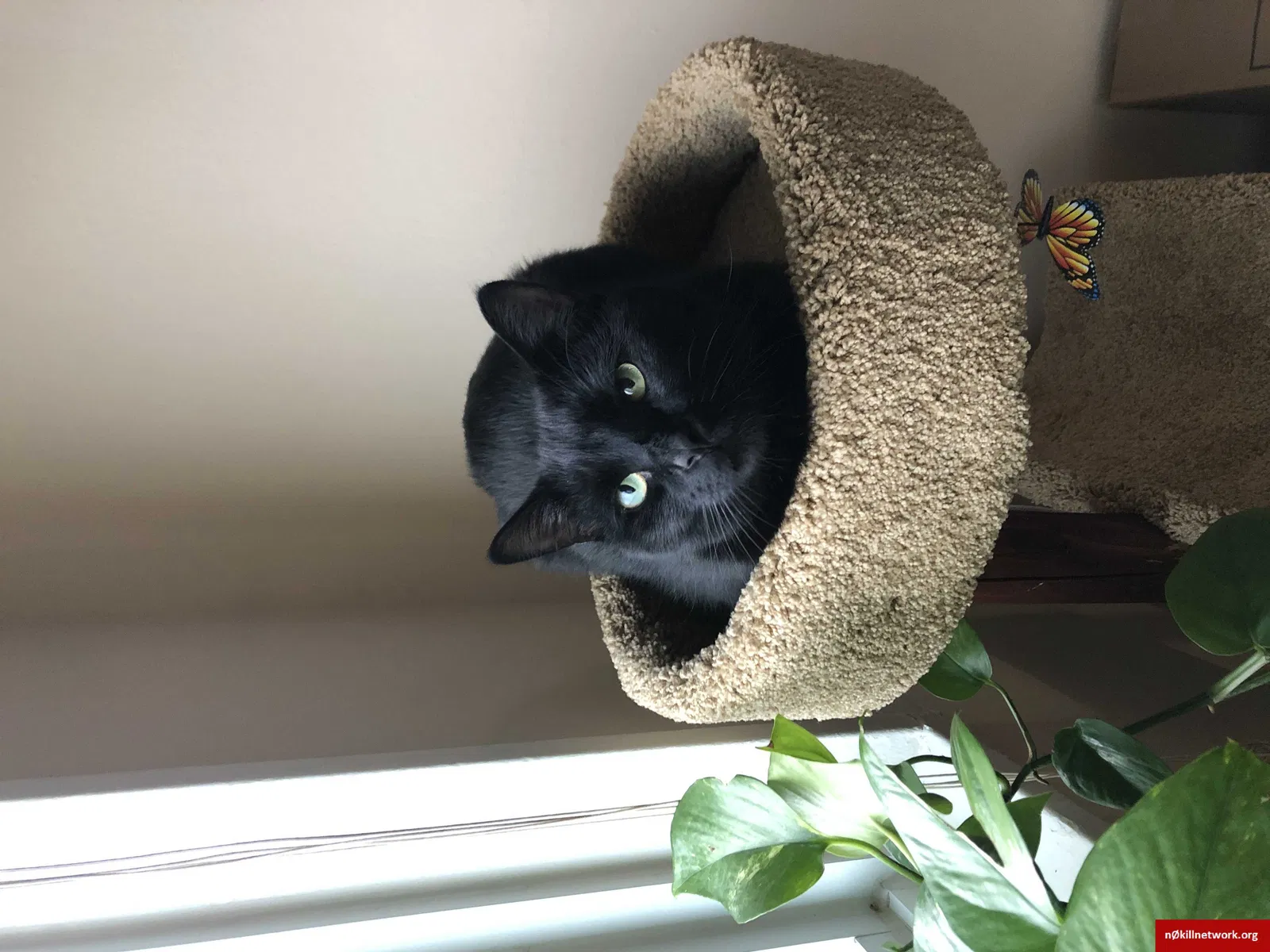 Lost cat in Laurel, MD, 20707