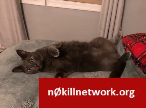 Lost cat in Quincy, MA, 2169