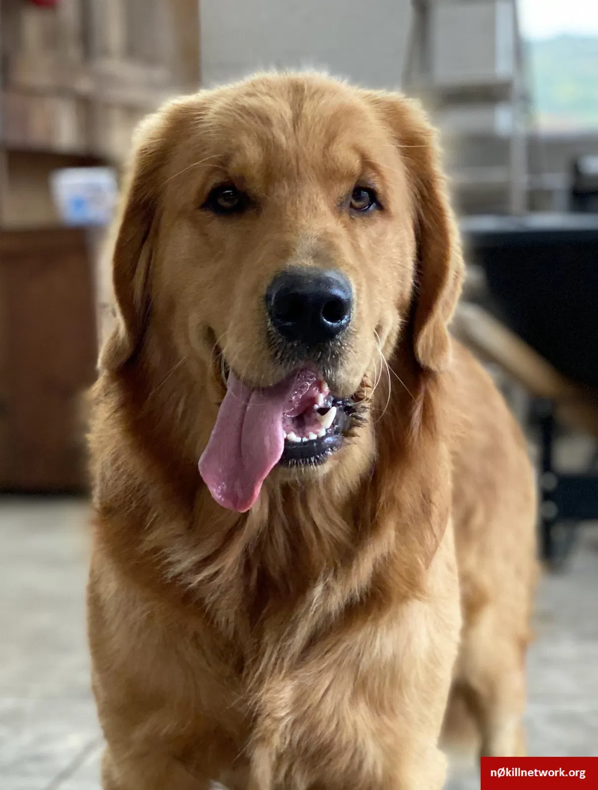 Lost dog in Parkesburg, PA, 19365