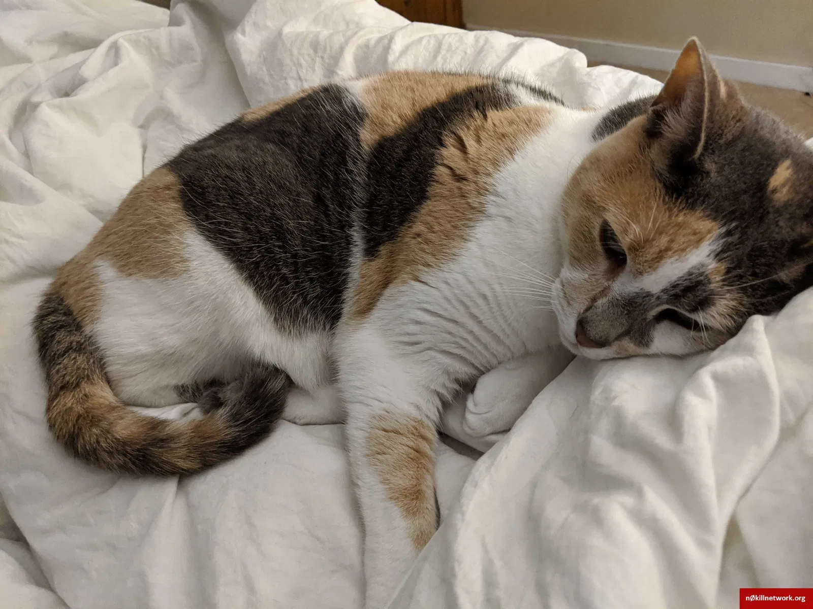 Lost cat in Jamison, PA, 18929