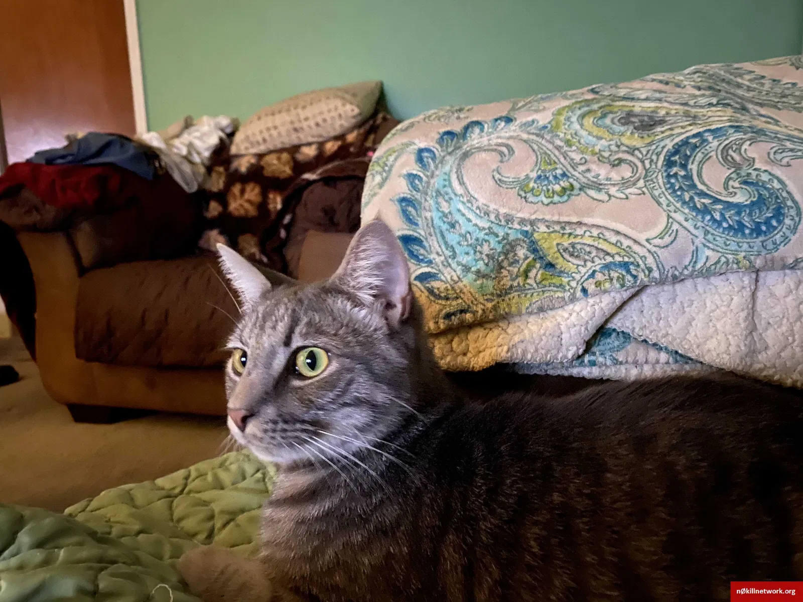 Lost cat in Chickamauga, GA, 30707