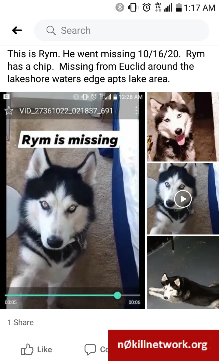 Lost dog in Euclid, OH, 44123