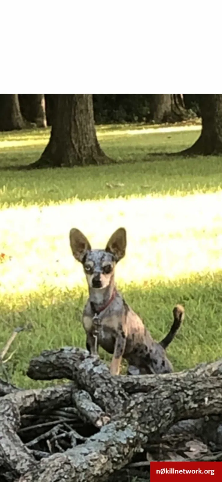 Lost dog in Coweta, OK, 74429