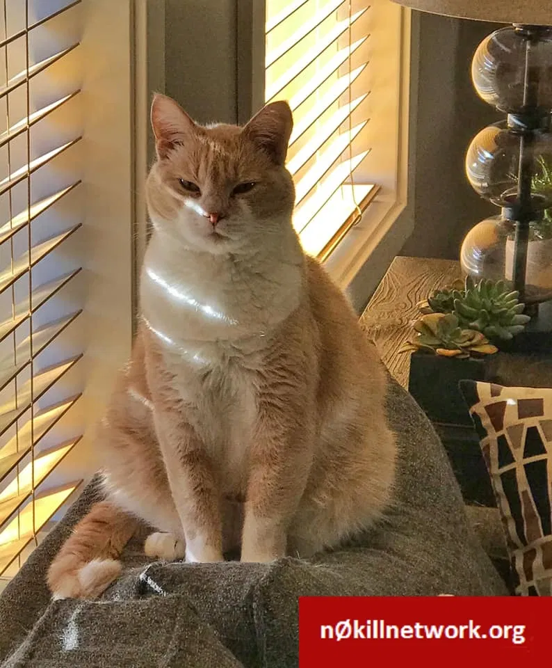Lost cat in Portland, OR, 97225