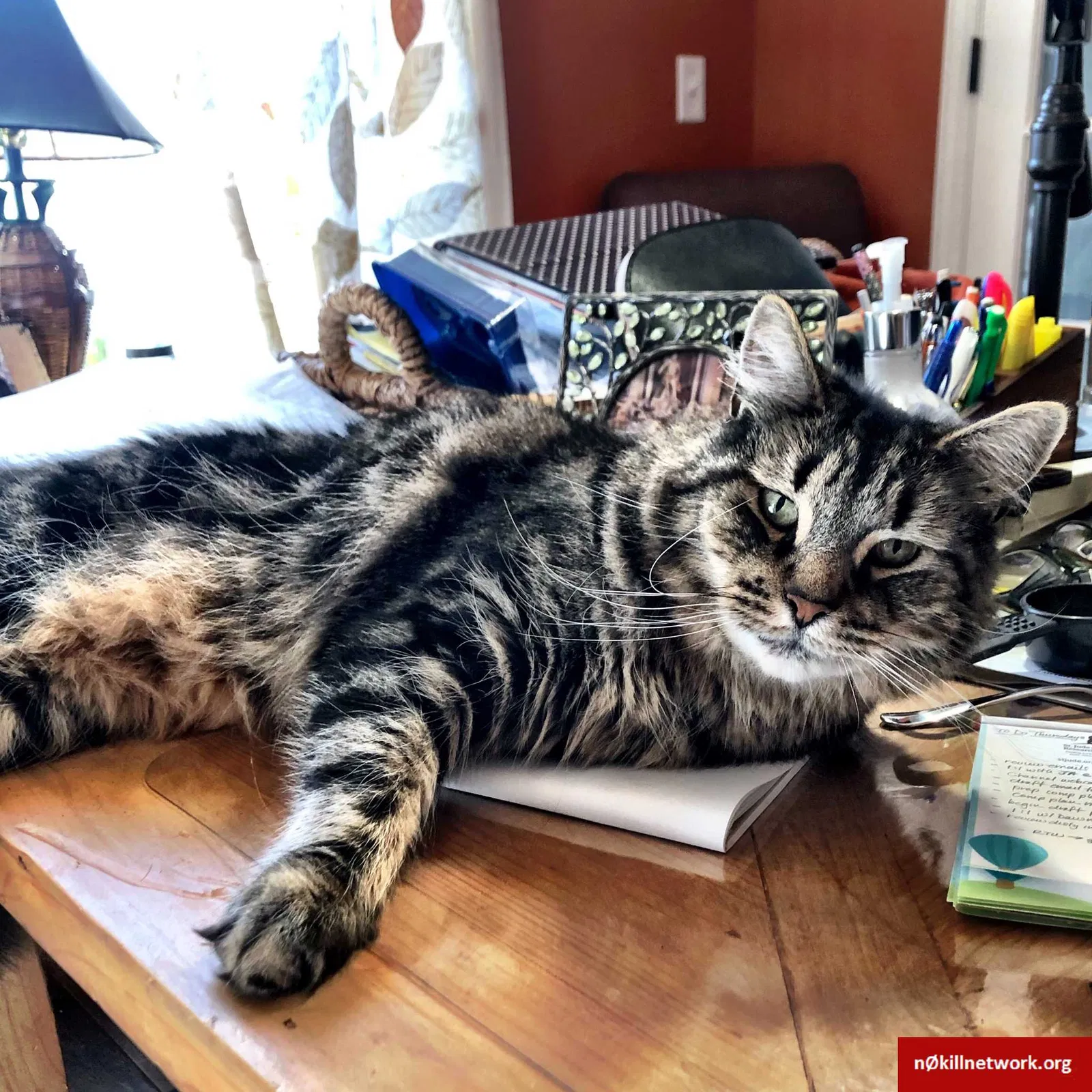 Lost cat in Mechanicsburg, PA, 17050