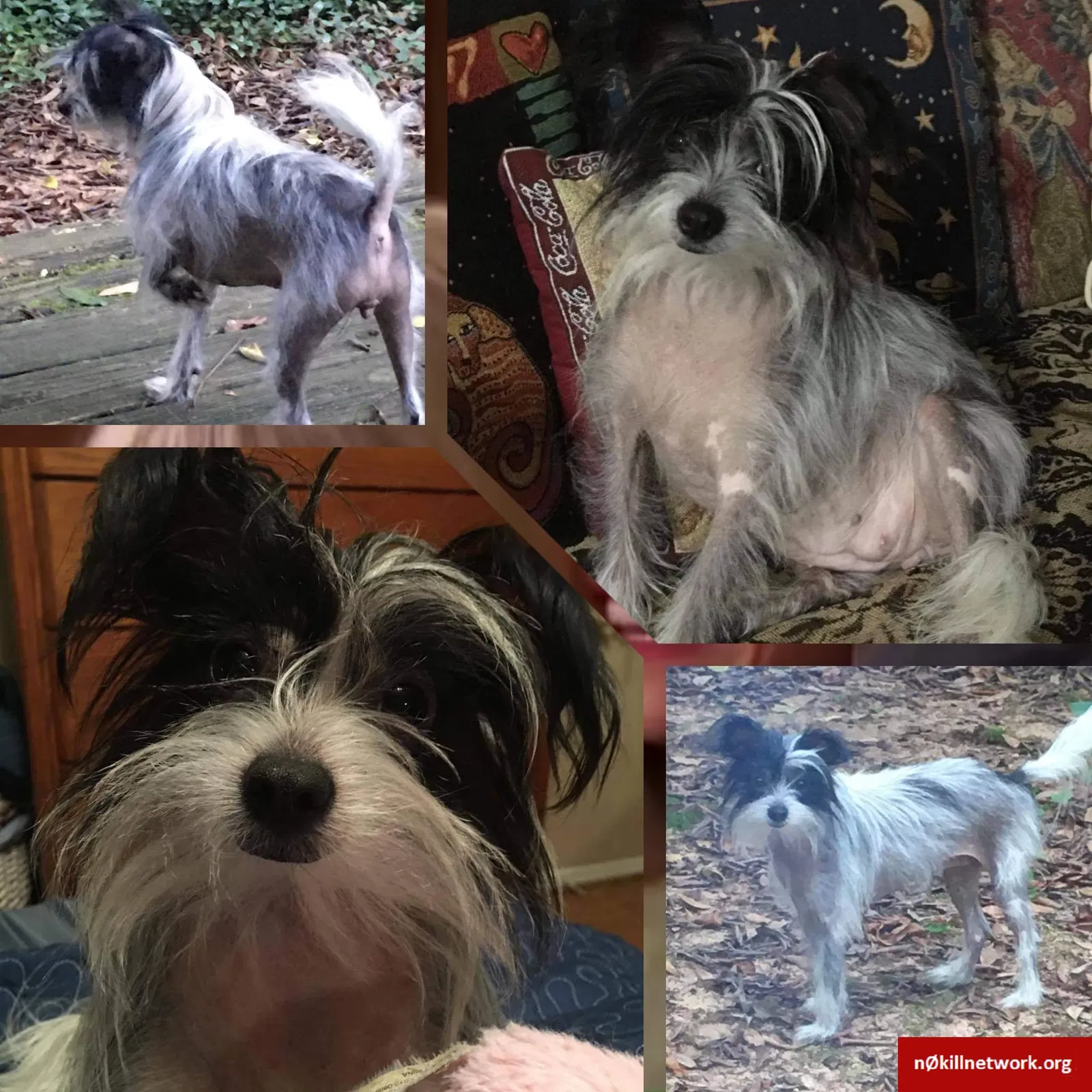 Lost dog in Mobile, AL, 36609